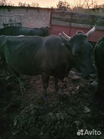 Коровы дойные
