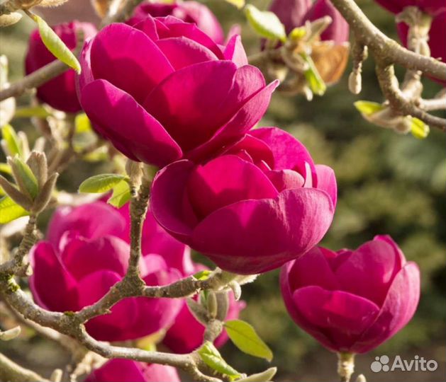 Магнолия Блек тюлип (Black tulip)в с5л и c7,5л