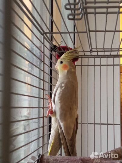 Корелла птенец девочка