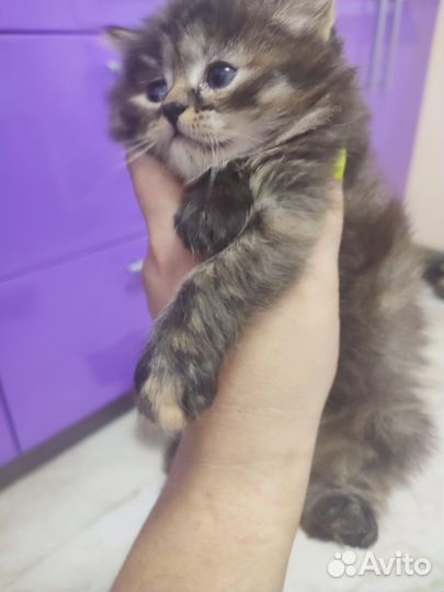 Кошка в дар бесплатно