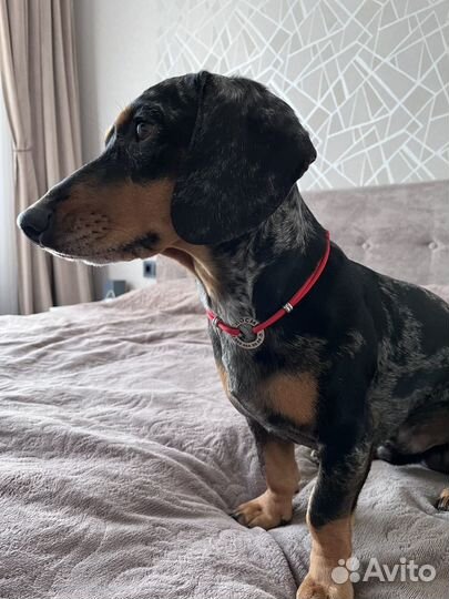 Вязка кобель такса