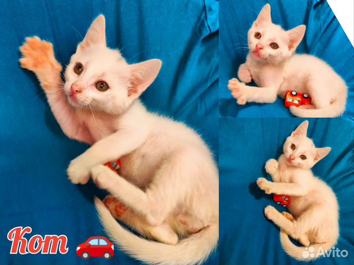 Котята белые и черные, 2 месяца