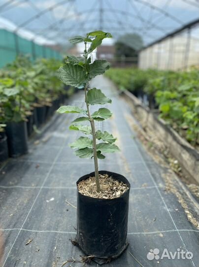 Саженцы фундука 2-х летние в зкс