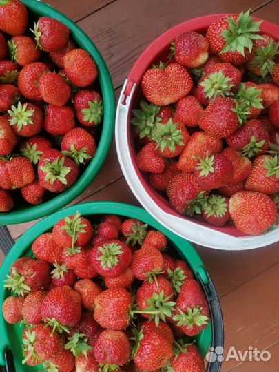 Виктория ягода