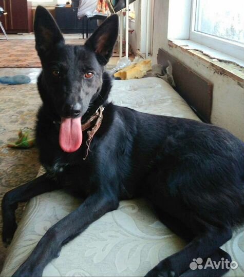 Собака в добрые руки