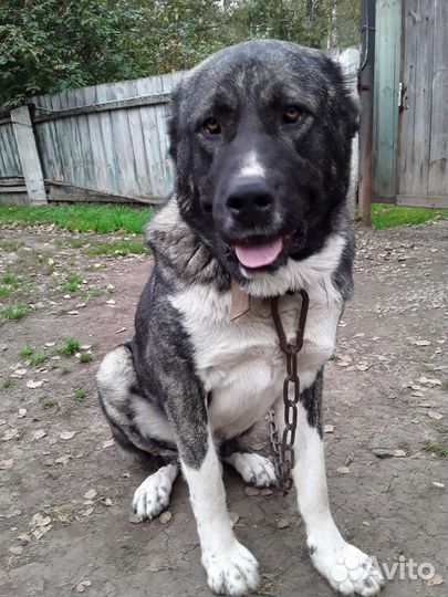 Вязка собак