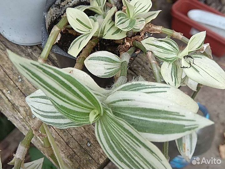 Гименокаллис, гипеаструм, хойя и др