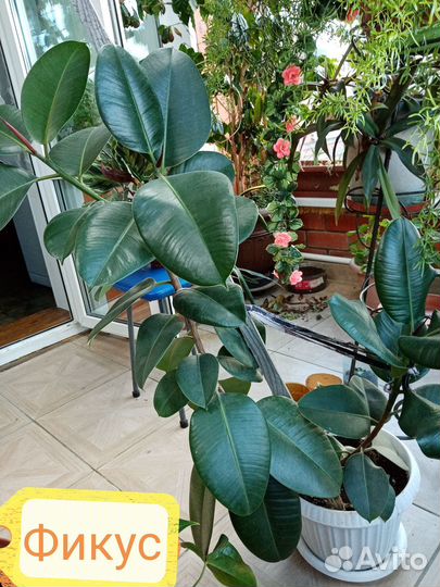 Кофейное дерево с плодами