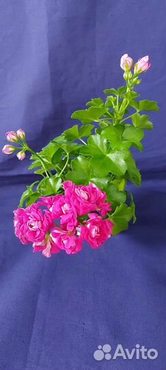 Пеларгония герань