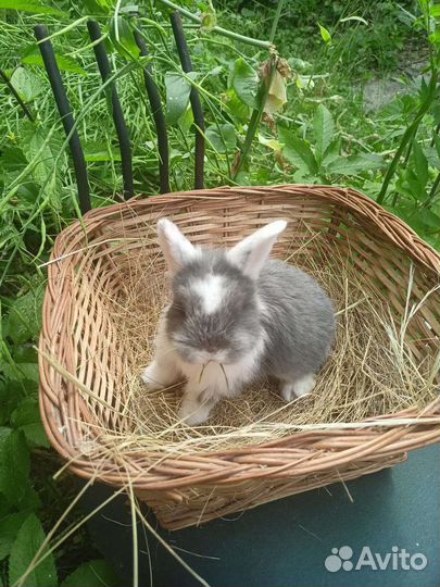 Крольчата карликовые вислоухие