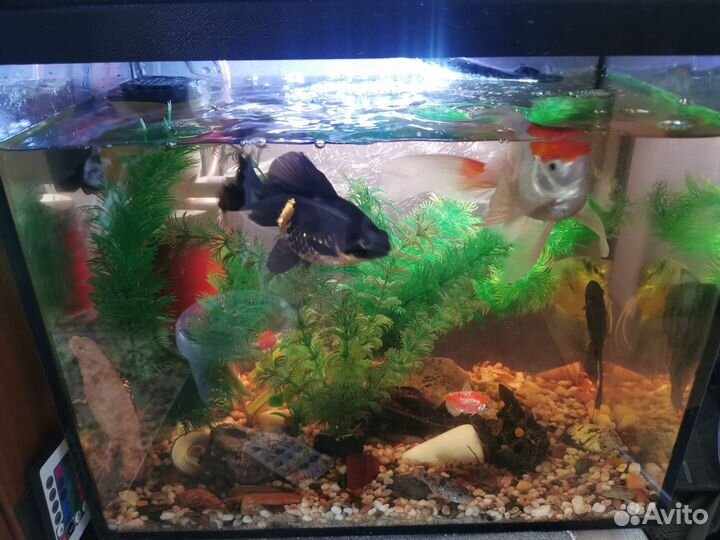 Аквариум (без рыбок )