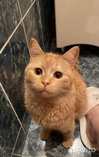 Кошки в дар