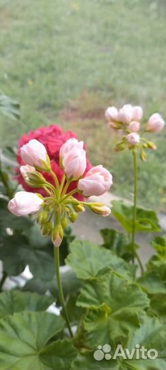 Пеларгония герань