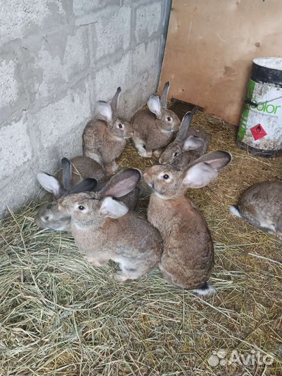 Кролики неизвестной породы