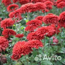 Многолетние цветы для сада