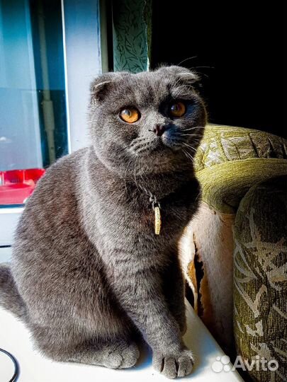 Шотландский кот вязка