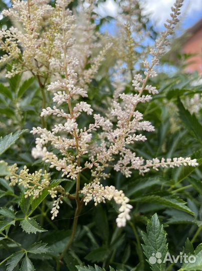 Астильба (Astilbe) многолетняя
