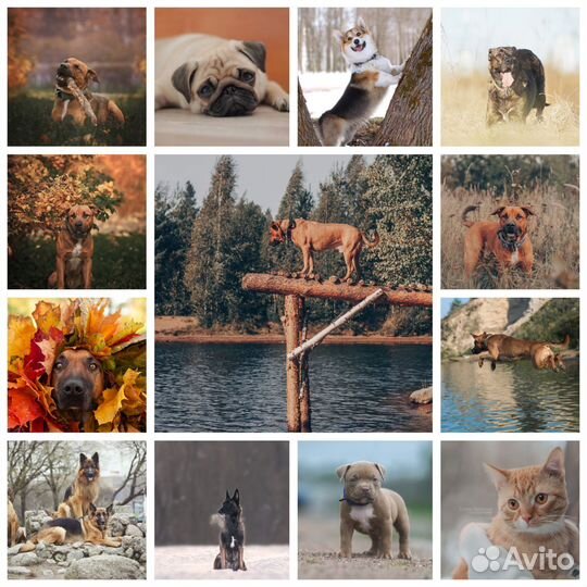 Фотограф-анималист