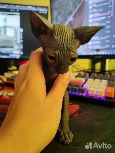 Котенок сфинкс (девочка)