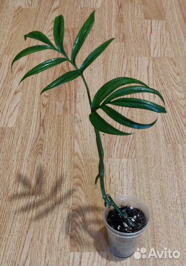 Монстера субпинната