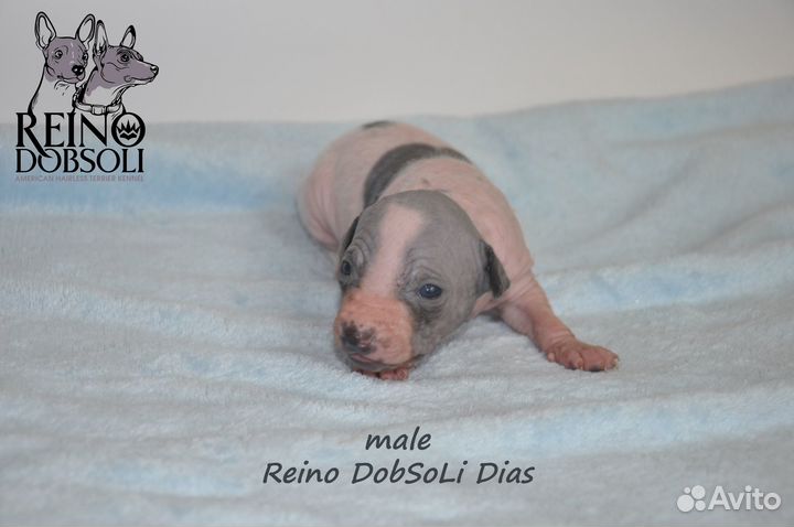 Щенки Американского голого терьера