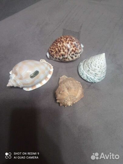 Морские ракушки