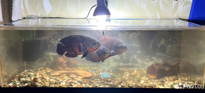 Астронотусы