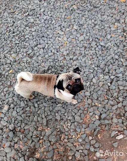 Мопс вязка мальчик