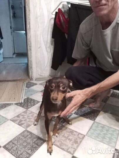 Щенки и собаки