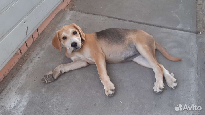 Продам щенка породы русская гончая