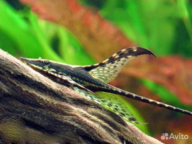 Анциструс звездчатый L181, Стурисома, L - сомы