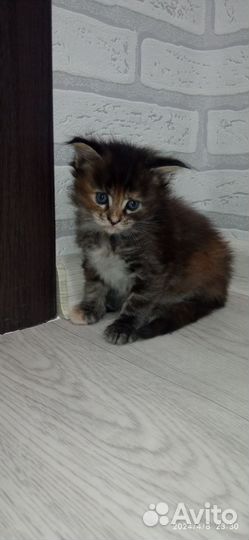 Котята мейн-кун продажа