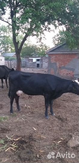 Продаются две тёлочки