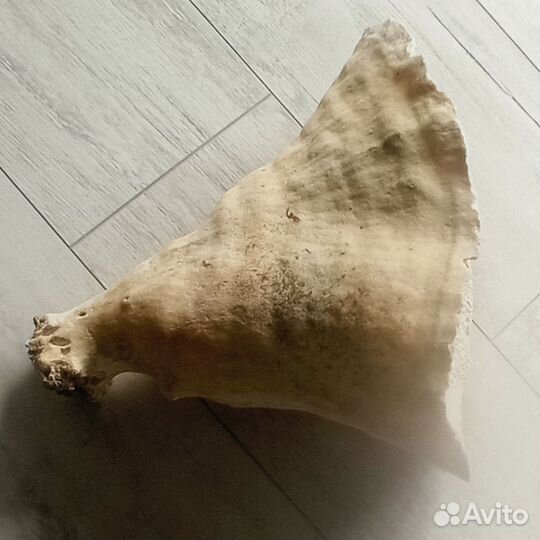 Коралл Монтипора