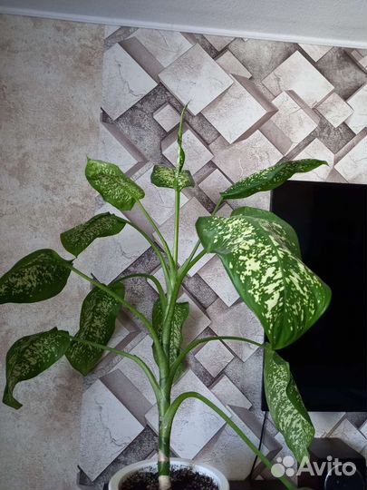 Диффенбахия