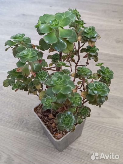 Эониум Маскайский