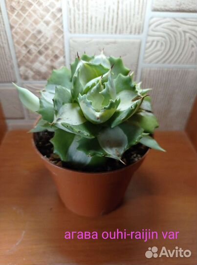 Агава разные сорта