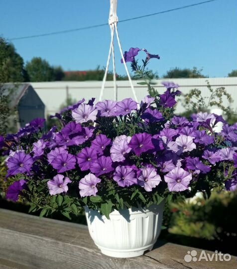 Петуния ампельная