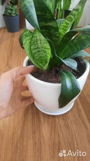 Продам комнатные растения