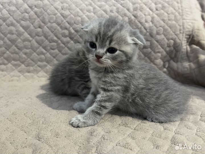 Вислоухие котята