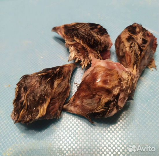 Головы перепелиные