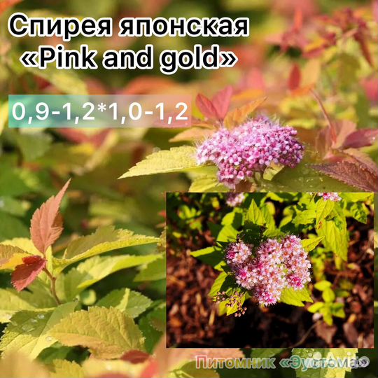 Спирея японская разные сорта