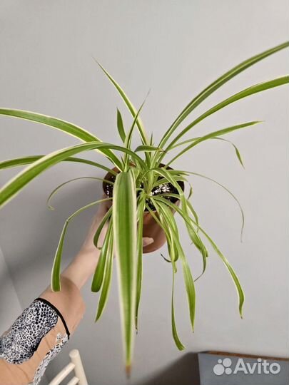 Комнатные цветы