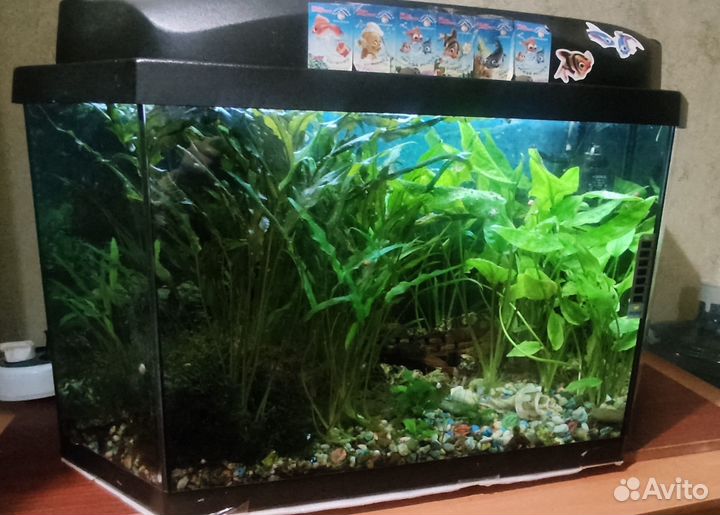 Аквариум