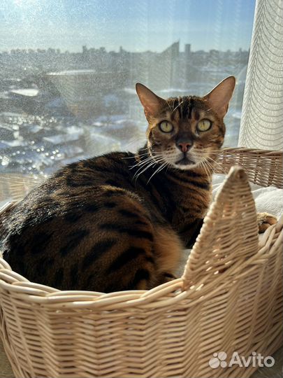 Отдадим в добрые руки бенгала кошечку