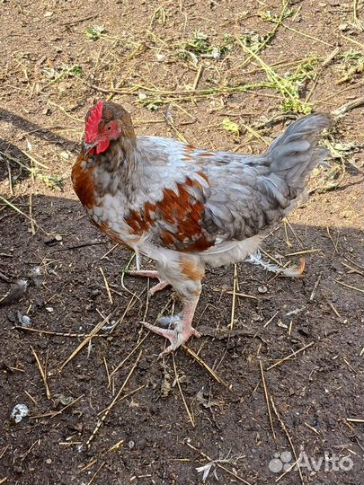 Молодые петушки, породистые домашние