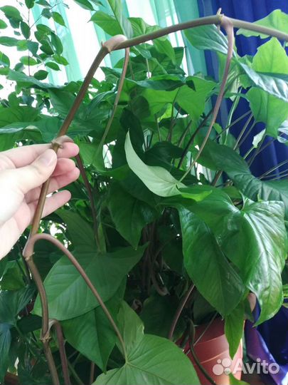 Сингониум, отроски