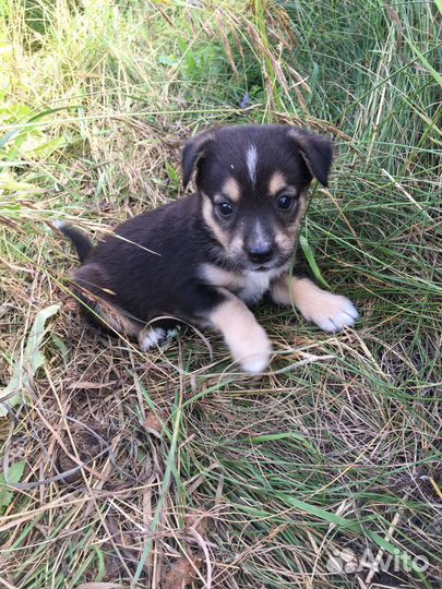 Собаки щенки