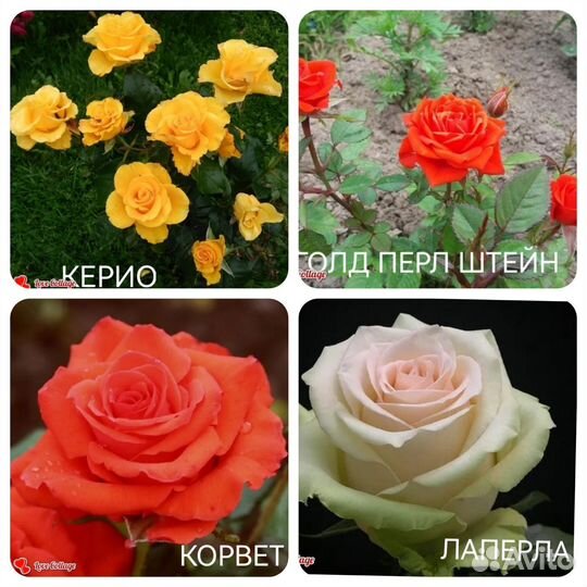 Сортовые саженцы роз