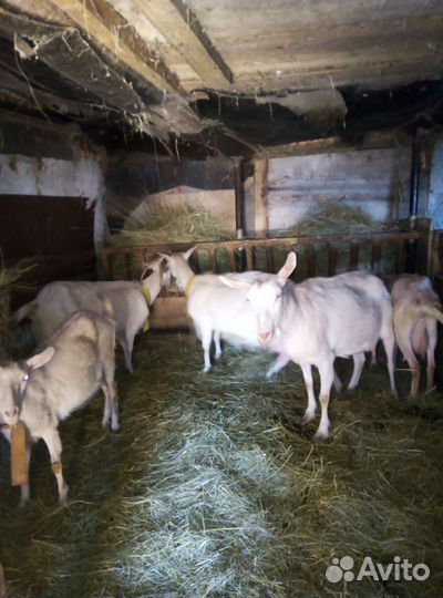 Козы дойные 6т козёл 12 т племенной доставка